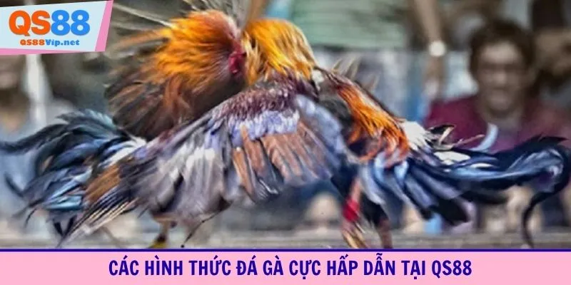 Các hình thức đá gà cực hấp dẫn tại QS88