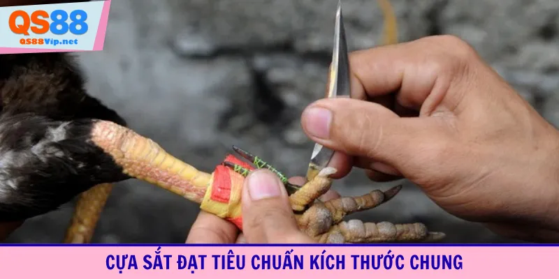 Cựa sắt đạt tiêu chuẩn kích thước chung