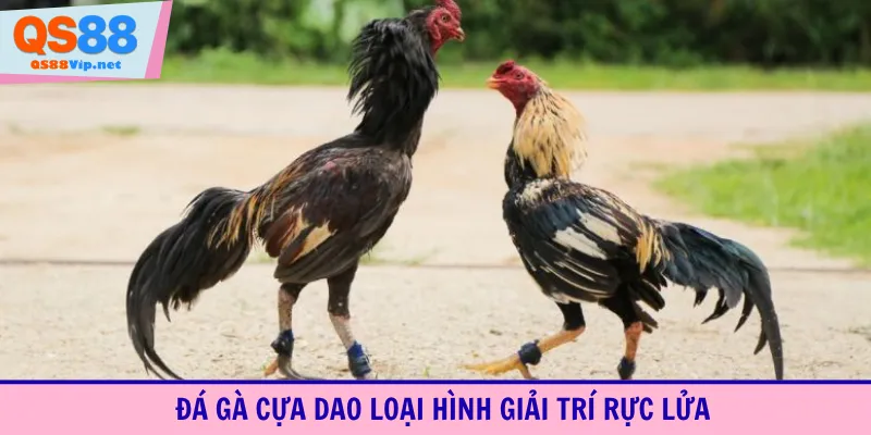 Đá gà cựa dao loại hình giải trí rực lửa