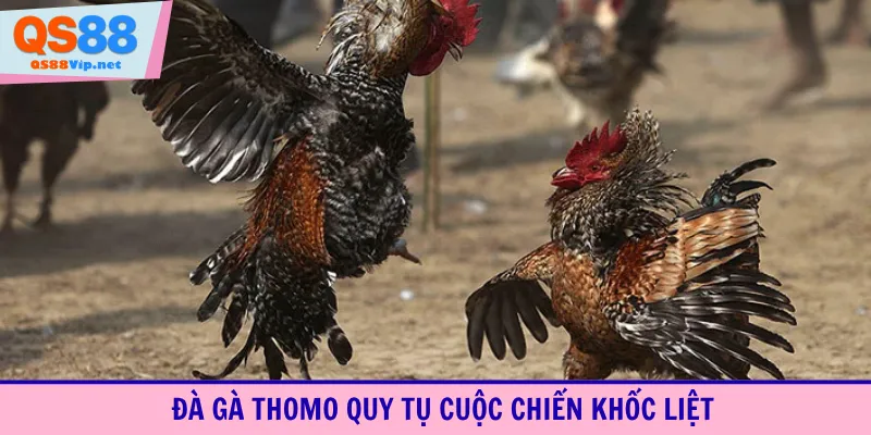 Đà gà Thomo quy tụ cuộc chiến khốc liệt