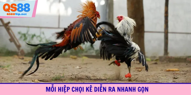 Mỗi hiệp chọi kê diễn ra nhanh gọn