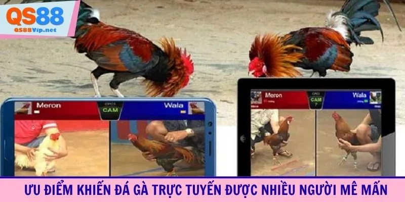Ưu điểm khiến đá gà trực tuyến được nhiều người mê mẩn
